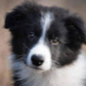 Meet your Posher, Darren